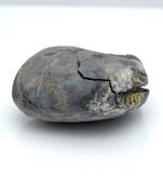 Nepal Gandaki River Original Shaligram Shila Idol Shri Vishnu For Tulsi Puja Stone Fossil In Size (Max: 5 CM) ID-147