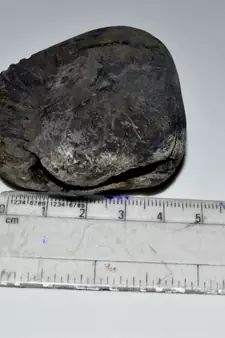 Nepal Gandaki River Original Shaligram Shila Idol Shri Vishnu For Tulsi Puja Stone Fossil In Size (Max: 5 CM) ID-147