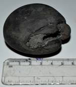 Nepal Gandaki River Original Shaligram Shila Idol Shri Vishnu For Tulsi Puja Stone Fossil In Size (Max: 5 CM) ID-148