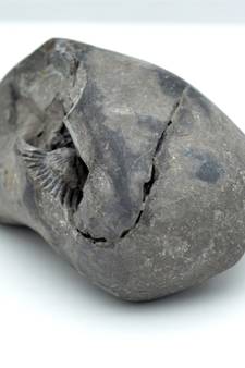 Nepal Gandaki River Original Shaligram Shila Idol Shri Vishnu For Tulsi Puja Stone Fossil In Size (Max: 5 CM) ID-150