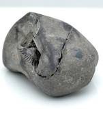 Nepal Gandaki River Original Shaligram Shila Idol Shri Vishnu For Tulsi Puja Stone Fossil In Size (Max: 5 CM) ID-150