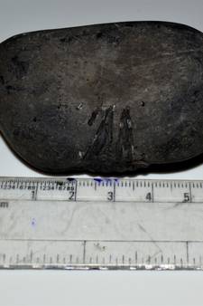 Nepal Gandaki River Original Shaligram Shila Idol Shri Vishnu For Tulsi Puja Stone Fossil In Size (Max: 5 CM) ID-151