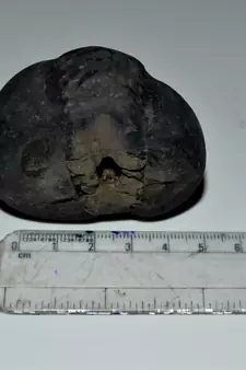 Nepal Gandaki River Original Shaligram Shila Idol Shri Vishnu For Tulsi Puja Stone Fossil In Size (Max: 5 CM) ID-153