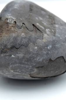 Nepal Gandaki River Original Shaligram Shila Idol Shri Vishnu For Tulsi Puja Stone Fossil In Size (Max: 5 CM) ID-154