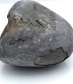 Nepal Gandaki River Original Shaligram Shila Idol Shri Vishnu For Tulsi Puja Stone Fossil In Size (Max: 5 CM) ID-154