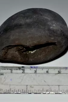 Nepal Gandaki River Original Shaligram Shila Idol Shri Vishnu For Tulsi Puja Stone Fossil In Size (Max: 5 CM) ID-154