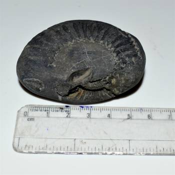 Nepal Gandaki River Original Shaligram Shila Idol Shri Vishnu For Tulsi Puja Stone Fossil In Size (Max: 5 CM) ID-155 1
