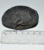 Nepal Gandaki River Original Shaligram Shila Idol Shri Vishnu For Tulsi Puja Stone Fossil In Size (Max: 5 CM) ID-155