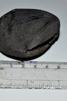 Nepal Gandaki River Original Shaligram Shila Idol Shri Vishnu For Tulsi Puja Stone Fossil In Size (Max: 5 CM) ID-156