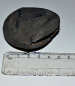 Nepal Gandaki River Original Shaligram Shila Idol Shri Vishnu For Tulsi Puja Stone Fossil In Size (Max: 5 CM) ID-156