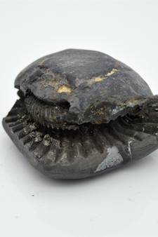 Nepal Gandaki River Original Shaligram Shila Idol Shri Vishnu For Tulsi Puja Stone Fossil In Size (Max: 5 CM) ID-163