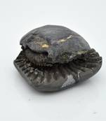 Nepal Gandaki River Original Shaligram Shila Idol Shri Vishnu For Tulsi Puja Stone Fossil In Size (Max: 5 CM) ID-163
