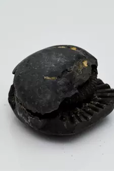 Nepal Gandaki River Original Shaligram Shila Idol Shri Vishnu For Tulsi Puja Stone Fossil In Size (Max: 5 CM) ID-163