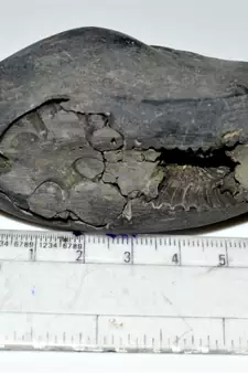 Nepal Gandaki River Original Shaligram Shila Idol Shri Vishnu For Tulsi Puja Stone Fossil In Size (Max: 5 CM) ID-164