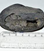 Nepal Gandaki River Original Shaligram Shila Idol Shri Vishnu For Tulsi Puja Stone Fossil In Size (Max: 5 CM) ID-164