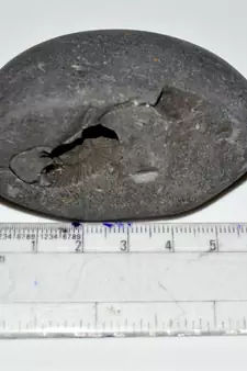 Nepal Gandaki River Original Shaligram Shila Idol Shri Vishnu For Tulsi Puja Stone Fossil In Size (Max: 5 CM) ID-165