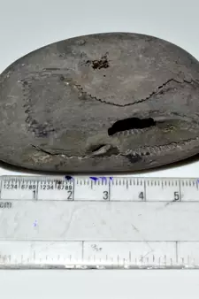 Nepal Gandaki River Original Shaligram Shila Idol Shri Vishnu For Tulsi Puja Stone Fossil In Size (Max: 5 CM) ID-166