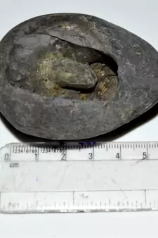 Nepal Gandaki River Original Shaligram Shila Idol Shri Vishnu For Tulsi Puja Stone Fossil In Size (Max: 5 CM) ID-167