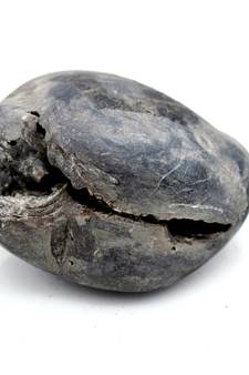 Nepal Gandaki River Original Shaligram Shila Idol Shri Vishnu For Tulsi Puja Stone Fossil In Size (Max: 5 CM) ID-169