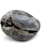 Nepal Gandaki River Original Shaligram Shila Idol Shri Vishnu For Tulsi Puja Stone Fossil In Size (Max: 5 CM) ID-169
