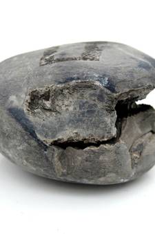 Nepal Gandaki River Original Shaligram Shila Idol Shri Vishnu For Tulsi Puja Stone Fossil In Size (Max: 5 CM) ID-170