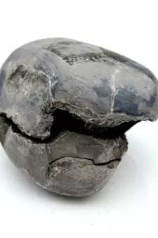 Nepal Gandaki River Original Shaligram Shila Idol Shri Vishnu For Tulsi Puja Stone Fossil In Size (Max: 5 CM) ID-170