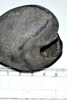 Nepal Gandaki River Original Shaligram Shila Idol Shri Vishnu For Tulsi Puja Stone Fossil In Size (Max: 5 CM) ID-170