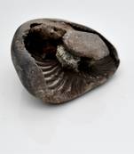 Nepal Gandaki River Original Shaligram Shila Idol Shri Vishnu For Tulsi Puja Stone Fossil In Size (Max: 5 CM) ID-171