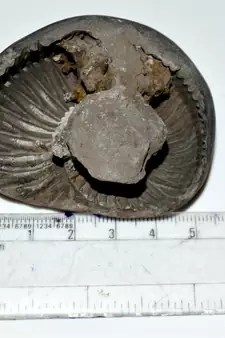 Nepal Gandaki River Original Shaligram Shila Idol Shri Vishnu For Tulsi Puja Stone Fossil In Size (Max: 5 CM) ID-171