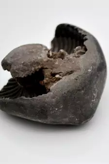 Nepal Gandaki River Original Shaligram Shila Idol Shri Vishnu For Tulsi Puja Stone Fossil In Size (Max: 5 CM) ID-171