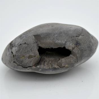 Nepal Gandaki River Original Shaligram Shila Idol Shri Vishnu For Tulsi Puja Stone Fossil In Size (Max: 5 CM) ID-182 1