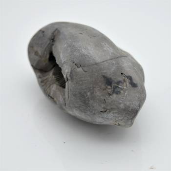 Nepal Gandaki River Original Shaligram Shila Idol Shri Vishnu For Tulsi Puja Stone Fossil In Size (Max: 5 CM) ID-182 2