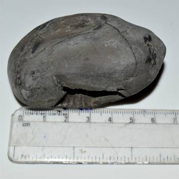 Nepal Gandaki River Original Shaligram Shila Idol Shri Vishnu For Tulsi Puja Stone Fossil In Size (Max: 5 CM) ID-182 4