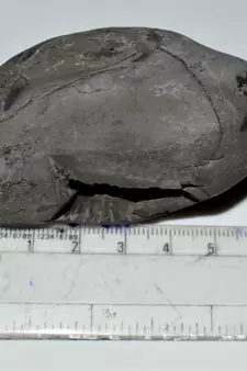 Nepal Gandaki River Original Shaligram Shila Idol Shri Vishnu For Tulsi Puja Stone Fossil In Size (Max: 5 CM) ID-182