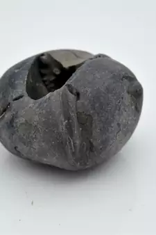 Nepal Gandaki River Original Shaligram Shila Idol Shri Vishnu For Tulsi Puja Stone Fossil In Size (Max: 5 CM) ID-184