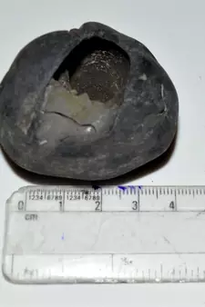 Nepal Gandaki River Original Shaligram Shila Idol Shri Vishnu For Tulsi Puja Stone Fossil In Size (Max: 5 CM) ID-184