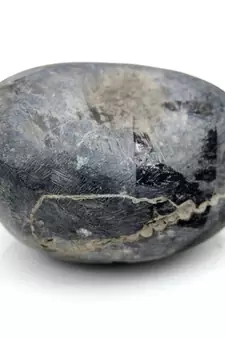 Nepal Gandaki River Original Shaligram Shila Idol Shri Vishnu For Tulsi Puja Stone Fossil In Size (Max: 5 CM) ID-174