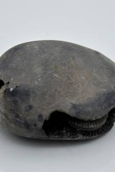 Nepal Gandaki River Original Shaligram Shila Idol Shri Vishnu For Tulsi Puja Stone Fossil In Size (Max: 5 CM) ID-186