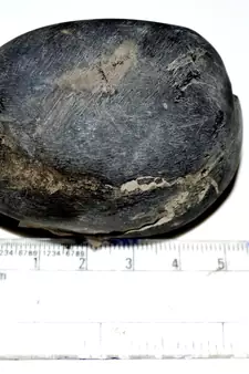 Nepal Gandaki River Original Shaligram Shila Idol Shri Vishnu For Tulsi Puja Stone Fossil In Size (Max: 5 CM) ID-174