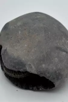 Nepal Gandaki River Original Shaligram Shila Idol Shri Vishnu For Tulsi Puja Stone Fossil In Size (Max: 5 CM) ID-186