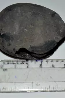 Nepal Gandaki River Original Shaligram Shila Idol Shri Vishnu For Tulsi Puja Stone Fossil In Size (Max: 5 CM) ID-186