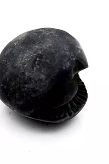 Nepal Gandaki River Original Shaligram Shila Idol Shri Vishnu For Tulsi Puja Stone Fossil In Size (Max: 5 CM) ID-175