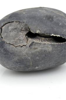 Nepal Gandaki River Original Shaligram Shila Idol Shri Vishnu For Tulsi Puja Stone Fossil In Size (Max: 5 CM) ID-188