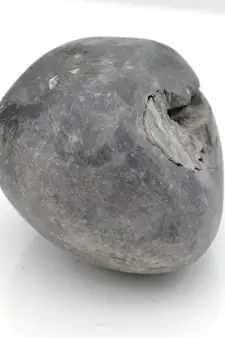 Nepal Gandaki River Original Shaligram Shila Idol Shri Vishnu For Tulsi Puja Stone Fossil In Size (Max: 5 CM) ID-188