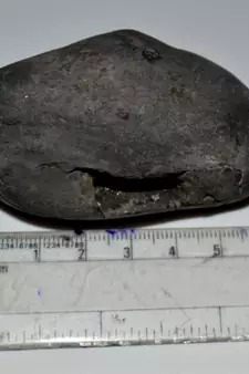 Nepal Gandaki River Original Shaligram Shila Idol Shri Vishnu For Tulsi Puja Stone Fossil In Size (Max: 5 CM) ID-189