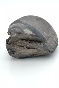 Nepal Gandaki River Original Shaligram Shila Idol Shri Vishnu For Tulsi Puja Stone Fossil In Size (Max: 5 CM) ID-190