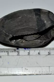 Nepal Gandaki River Original Shaligram Shila Idol Shri Vishnu For Tulsi Puja Stone Fossil In Size (Max: 5 CM) ID-190