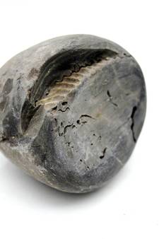 Nepal Gandaki River Original Shaligram Shila Idol Shri Vishnu For Tulsi Puja Stone Fossil In Size (Max: 5 CM) ID-178
