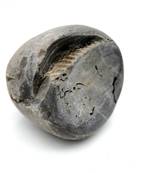 Nepal Gandaki River Original Shaligram Shila Idol Shri Vishnu For Tulsi Puja Stone Fossil In Size (Max: 5 CM) ID-178