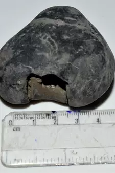 Nepal Gandaki River Original Shaligram Shila Idol Shri Vishnu For Tulsi Puja Stone Fossil In Size (Max: 5 CM) ID-191